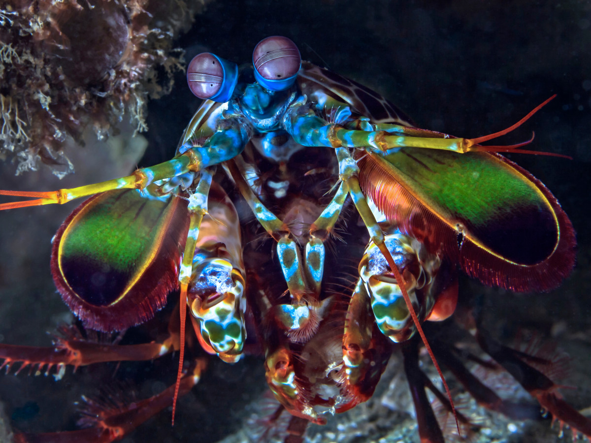 Mantis Shrimp Punch