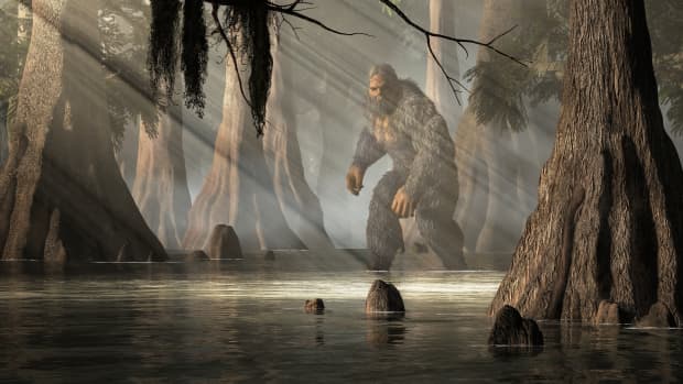 The skunk ape sasquatch of southern United States in a swampy forest.