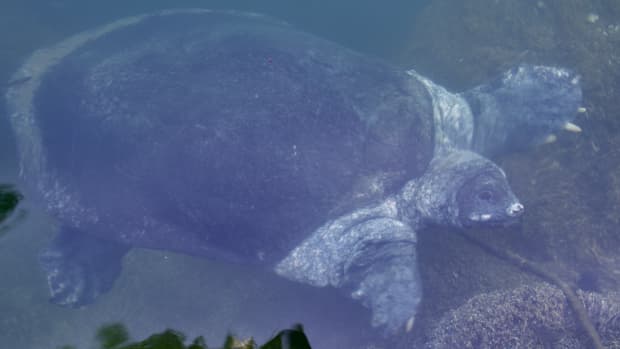 Large soft shell turtle just beneath the surface of the water.