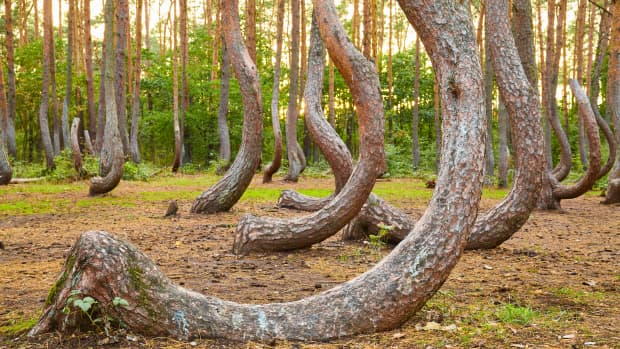 The bent trees of the Crooked Forest in Poland.