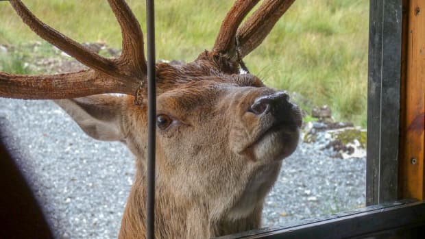 A red deer stag looking in a cabin window.