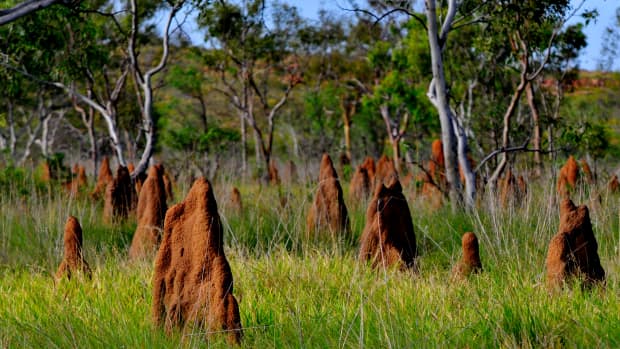 termite mounds in Australia