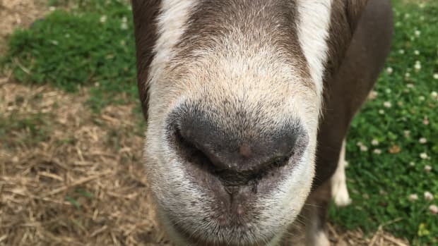 Closeup of a LaMancha goat nose.