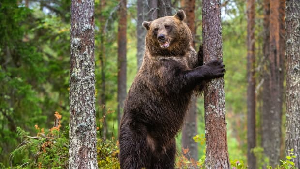 a bear stands on its hind legs in a pine forest