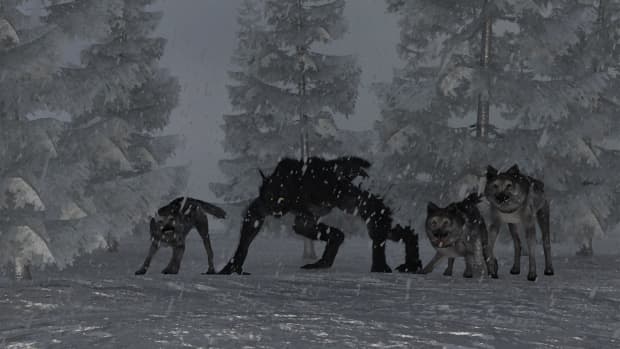 Illustration of a dogman canine cryptid and wolves in a snowy forest during a blizzard.