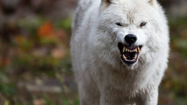 Arctic wolf displaying aggressive behavior and large teeth.