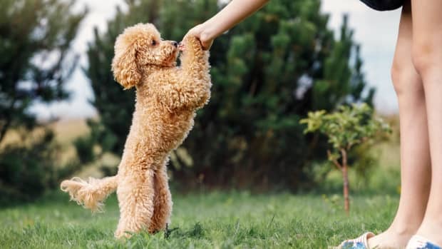 A girl is training her poodle on a green lawn and the puppy stands on two legs asking for a treat.