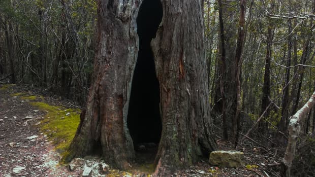 a hollow tree along a woodland trail