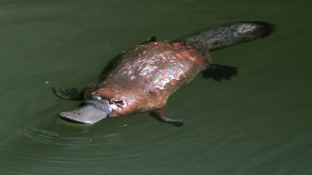 A platypus (which is a real animal, a monotreme from Australia), with a furry body, webbed feet, a long, beaver like tail and a giant duck bill, swims along the surface of some water