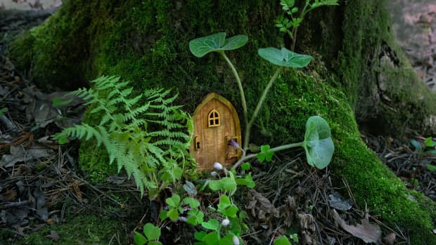A tiny fairy door nestled at the base of a moss-covered tree, surrounded by ferns and other greenery
