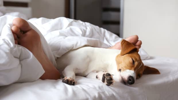 an adorable brown and white dog sleeping on the foot of a bed. Human feet are also visible tangled up in covers.