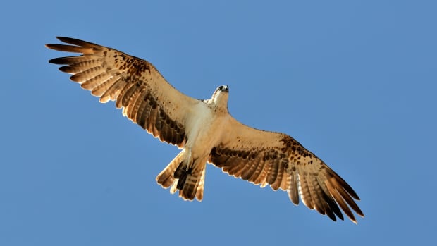 a hawk flying in the air.
