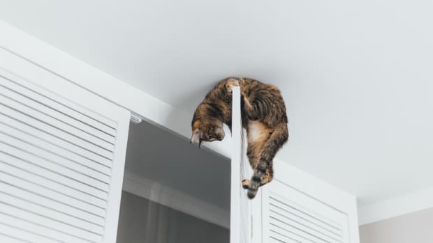 a cat stretches across the top of a closet door.