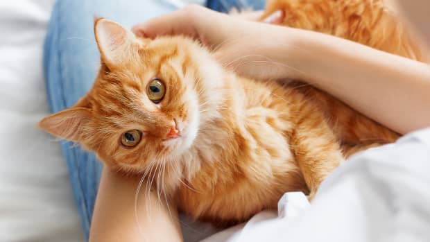 an orange cat looks up intently at the person holding him in their arms.