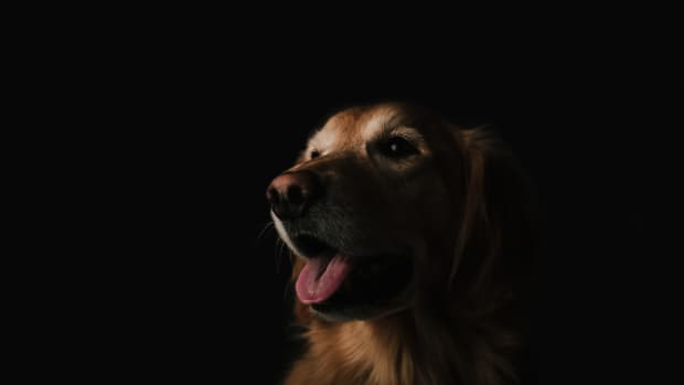 Golden retriever dog against black background