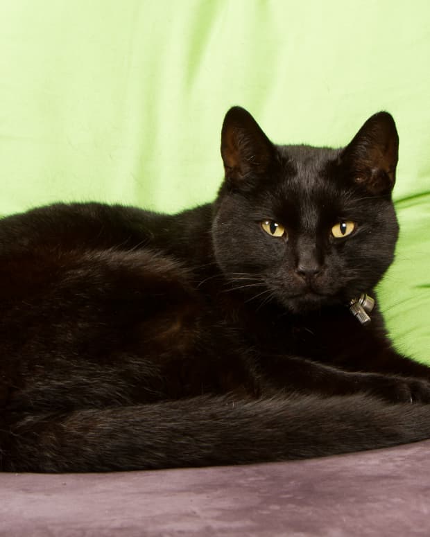 A black cat sits on a couch in front of a green cushion