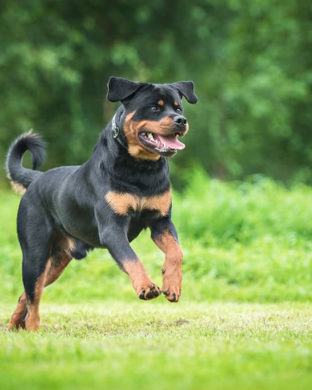 Happy rottweiler dog romping in the grass