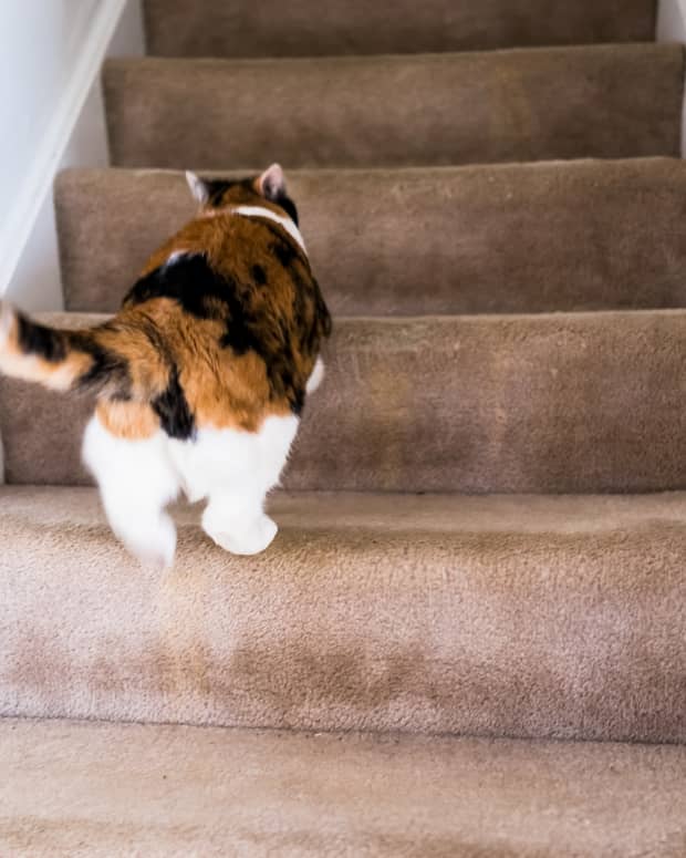 A calico cat runs up a set of carpeted stairs
