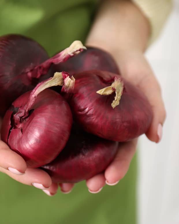 a woman's hands holding four whole red onions