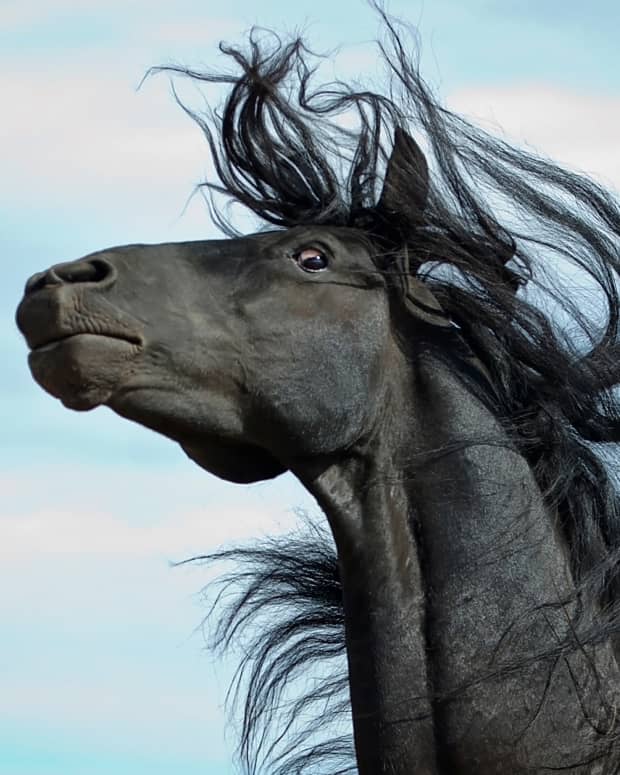 A startled black horse, rearing, mane flying