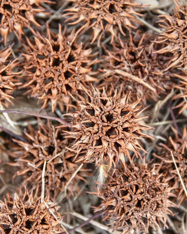 A close up on a pile of the dried, spiky burrs of the sweet gum tree