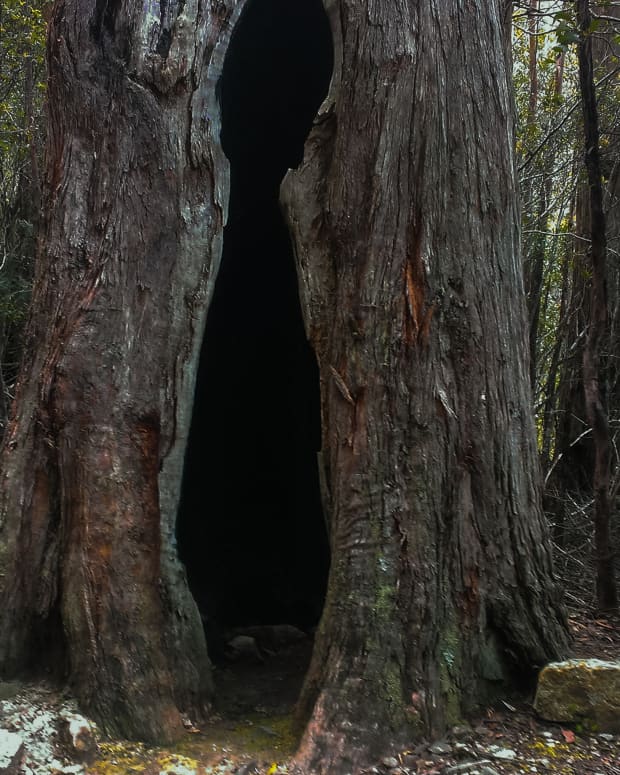 a hollow tree along a woodland trail