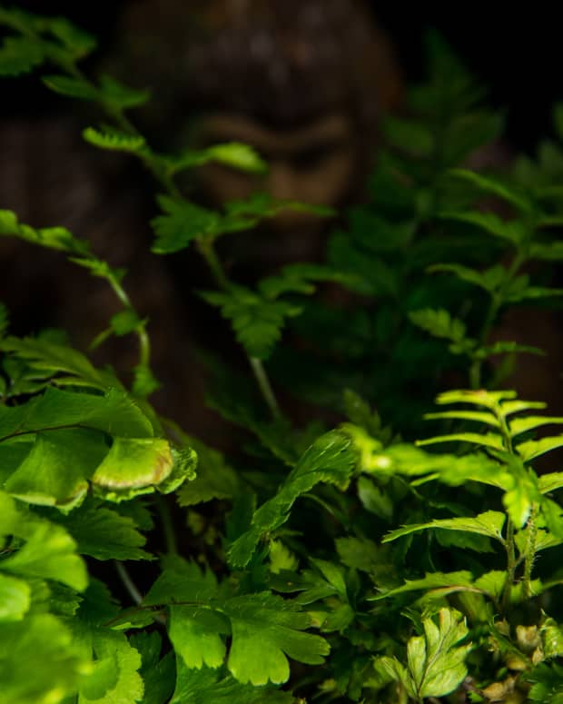 A sasquatch-like creature lurks behind some greenery