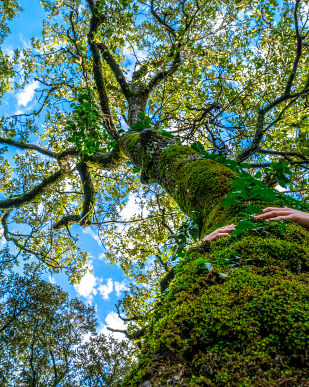 A moss covered tree photographed from below, a person's arms wrapped around the trunk