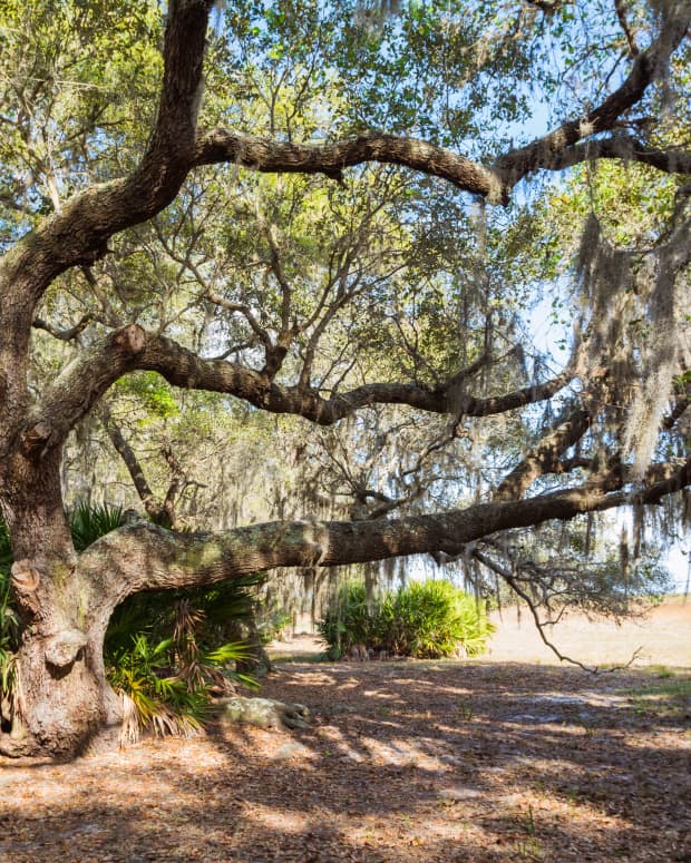 a large live oak draped with Spanish moss in Florida