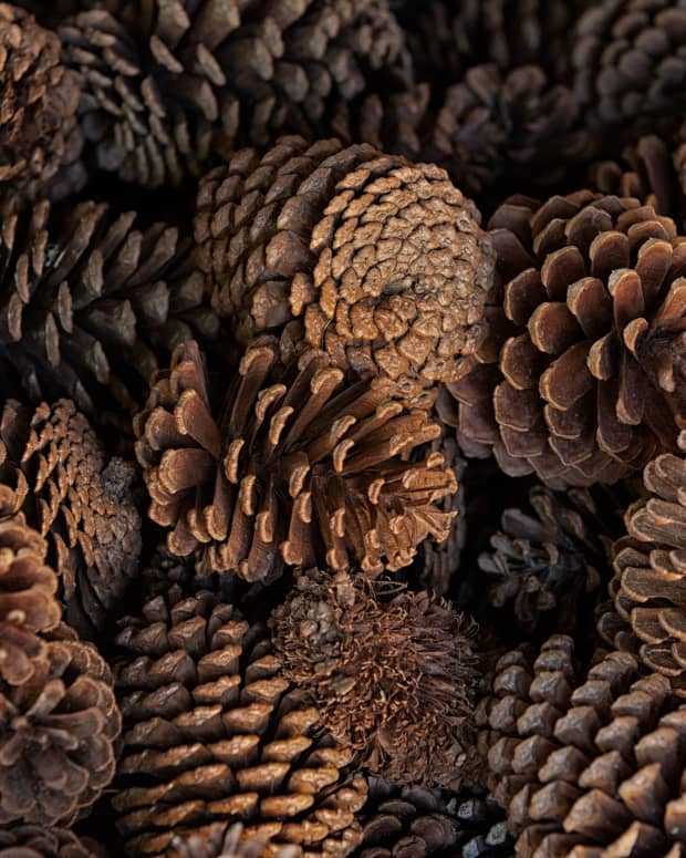 a bunch of pine cones