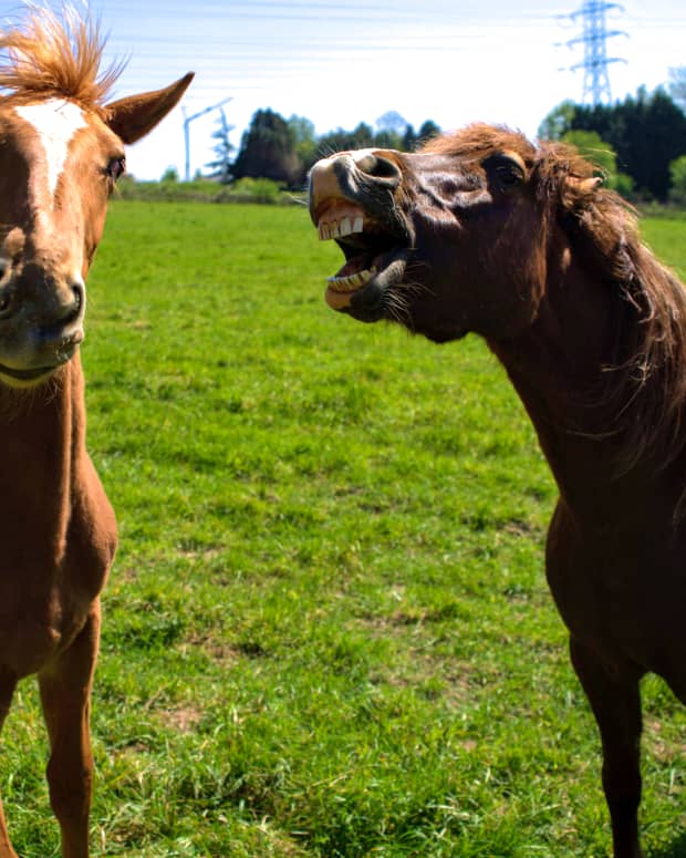 Some brown horses are very unhappy in a pasture. One has its mouth open and is clearly making a noise.