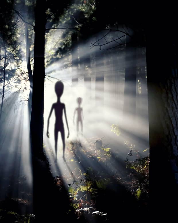 silhouettes of tall, thin, alien creatures are backlit in a misty forest