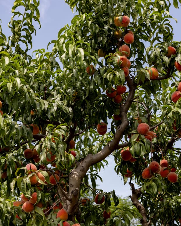 a peach tree, laden with leaves and fruit, against a blue sky
