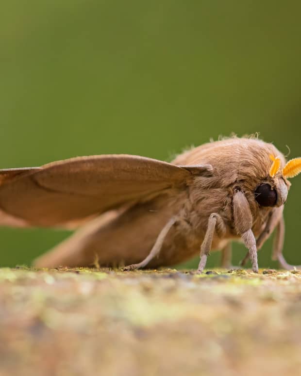 A large brown moth stands against a green background