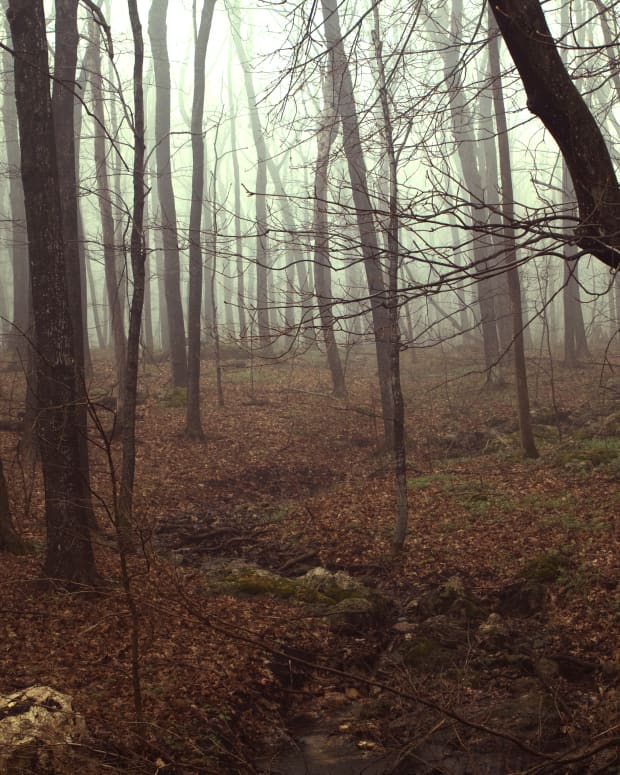 a misty woods with leafless trees