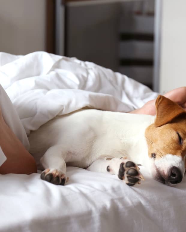 an adorable brown and white dog sleeping on the foot of a bed. Human feet are also visible tangled up in covers.