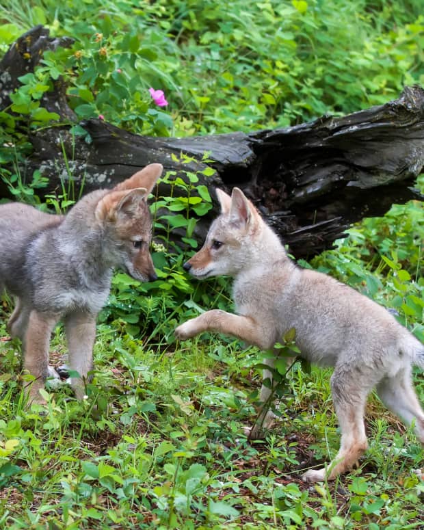 Coyote pups playing in front of a fallen log