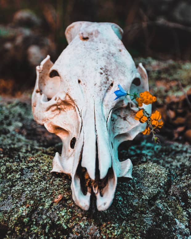 an animal skull on a lichen covered rock in the woods with flowers placed in the empty eye sockets