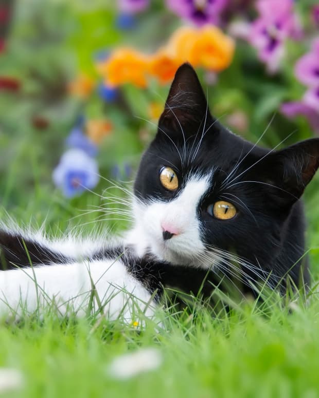 a beautiful tuxedo cat lying in a field of flowers, twisting around to look at the camera with golden eyes