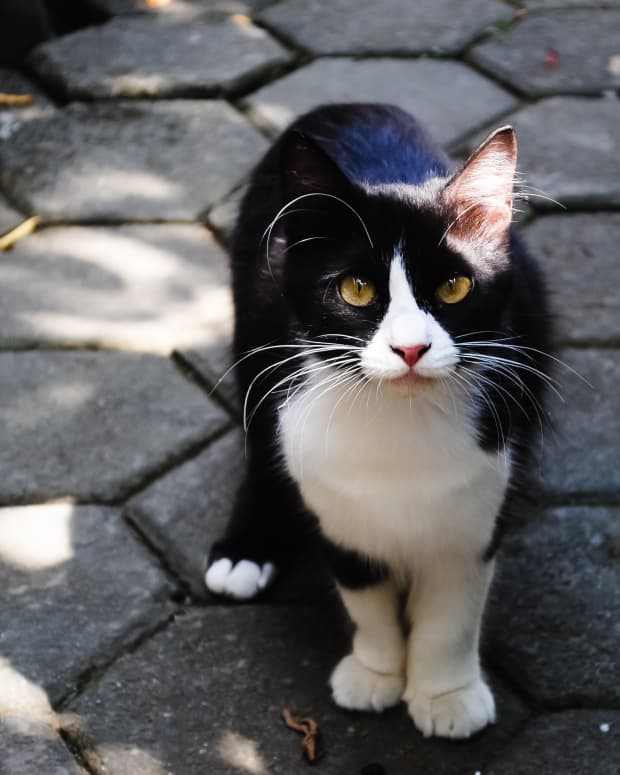 a tuxedo cat stands in dappled sunlight on a stone patio