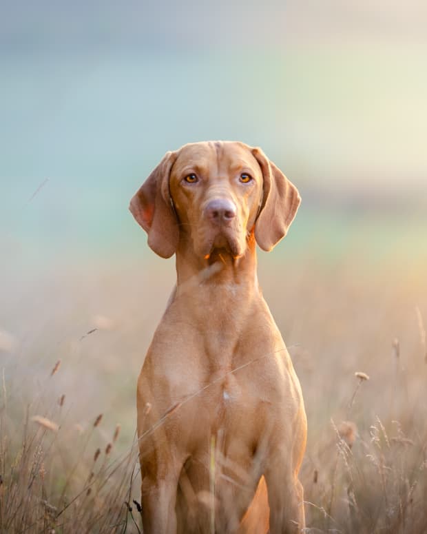 a beautiful brown vizsla dog in an ethereal field