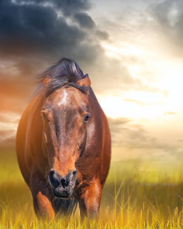 a horse peers intently and directly at the camera, with a dramatic sky behind.