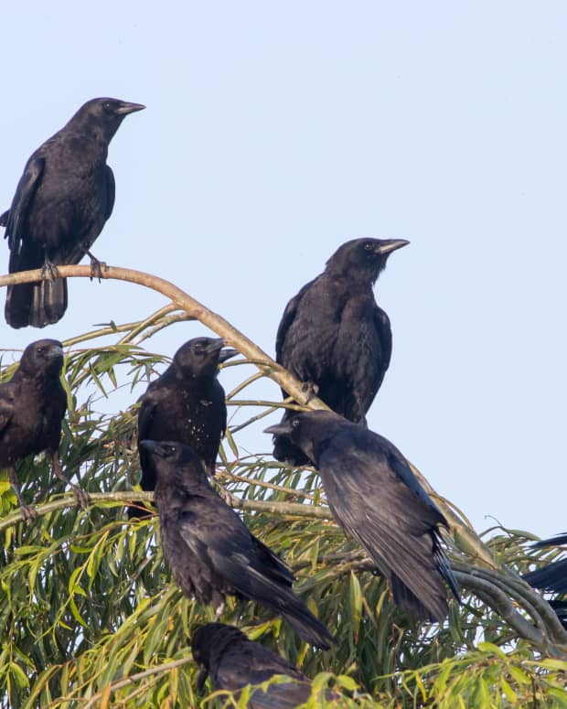 a murder of crows on a branch