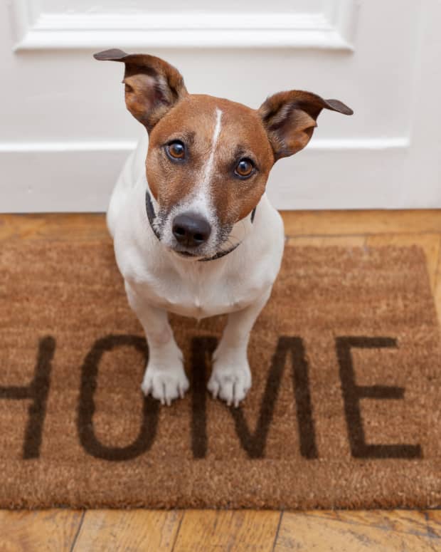 a sweet brown and white dog looks up from a doormat in front of a front door printed with the word "home"