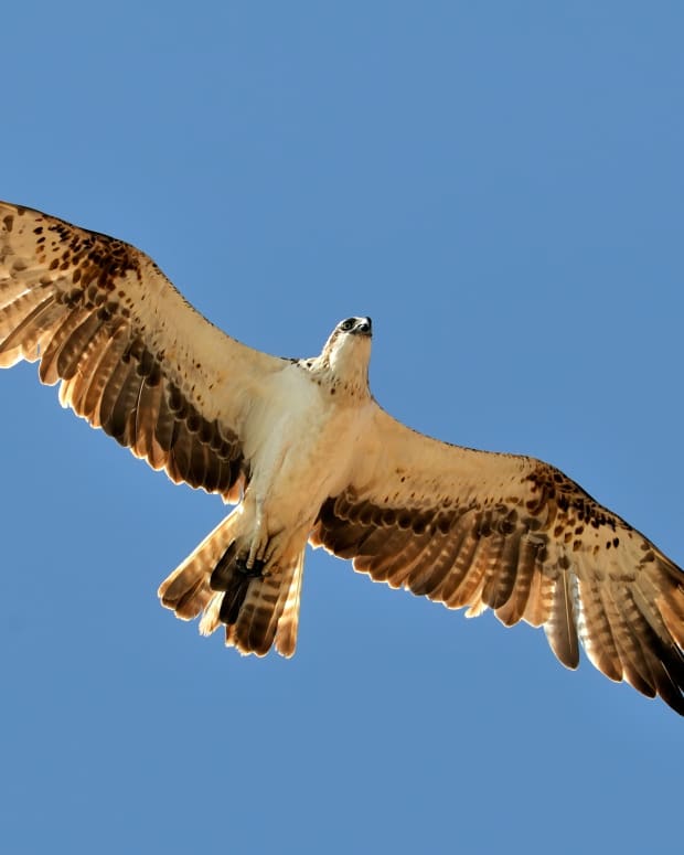 a hawk flying in the air.