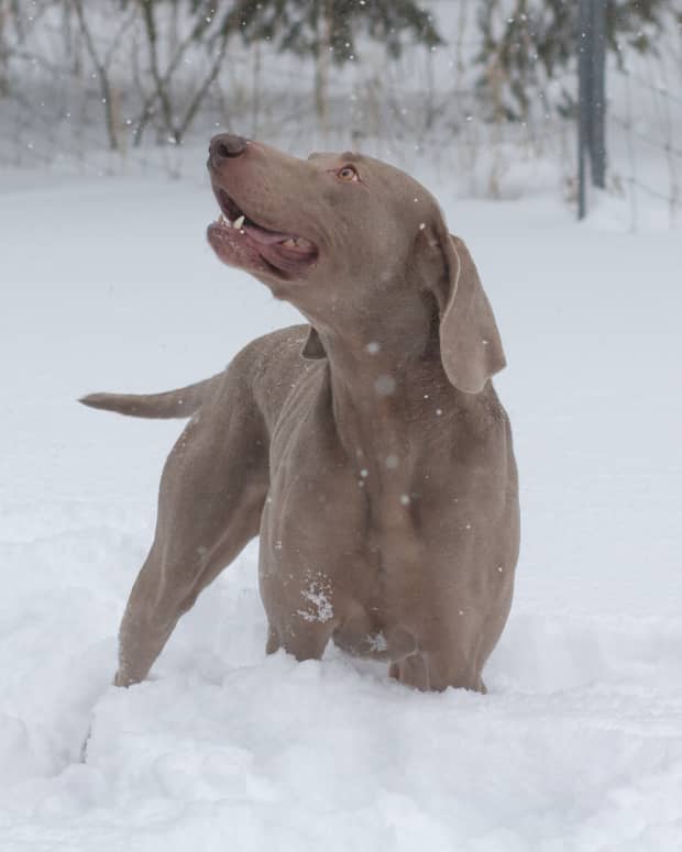 Brown dog playing in snow