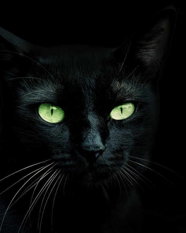 Close up on a black cat's face and its glowing green eyes