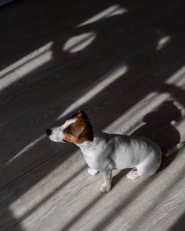 Jack Russell terrier sits on floor with dramatic shadows all around.