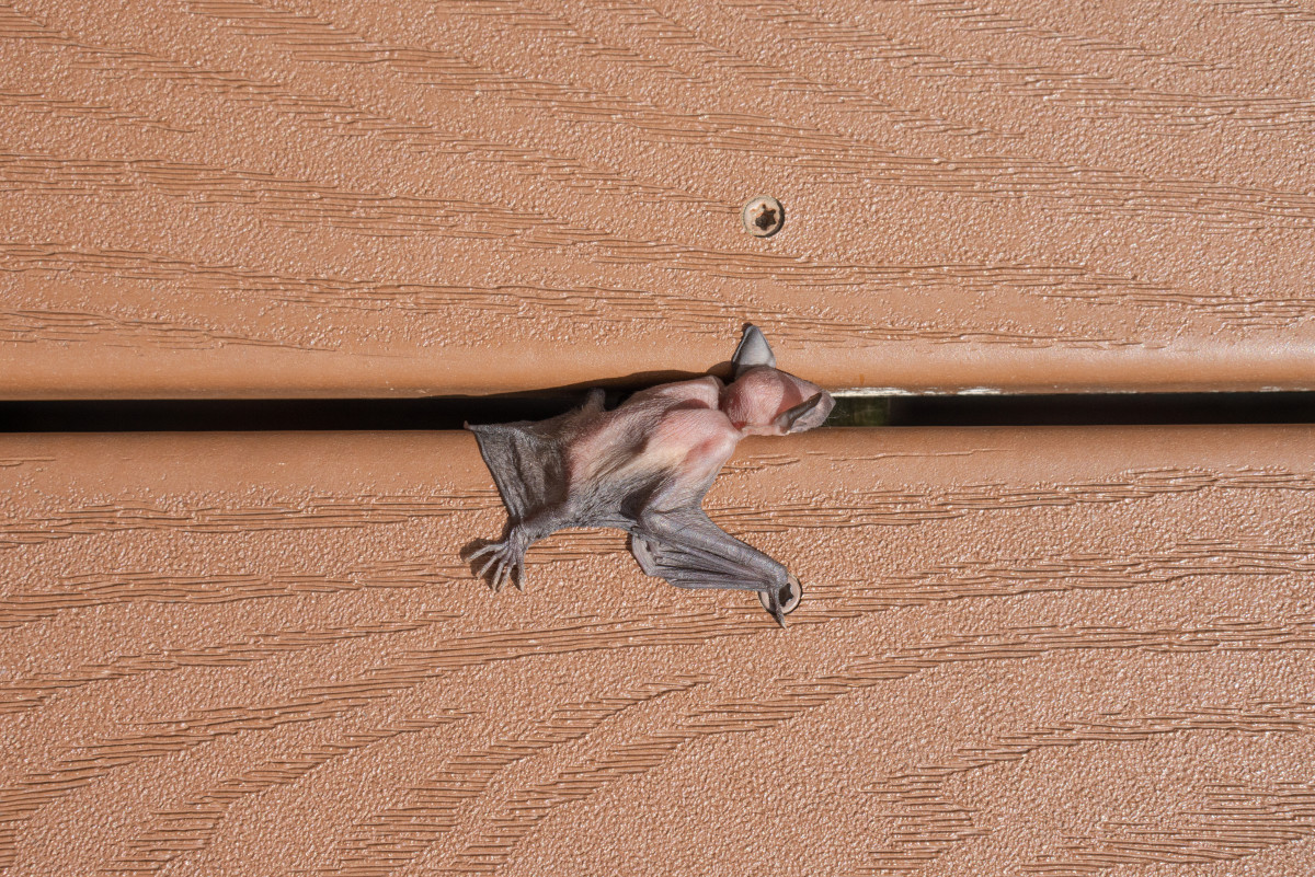 a baby bat pup crawls, froglike, across a piece of wood